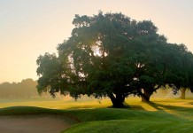 Dehesa Montenmedio Dehesa Montenmedio